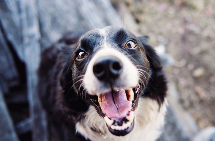 Border Collie Smiling in Fresno, CA