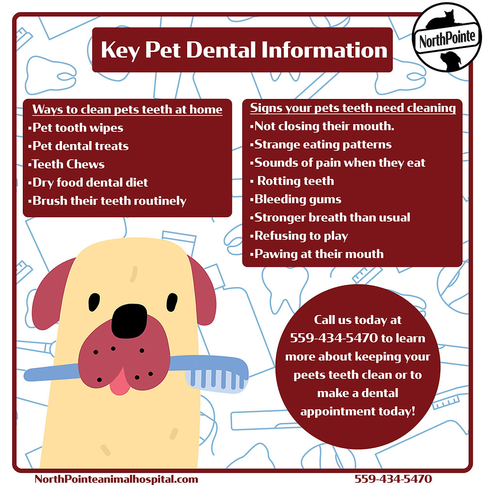 Pet Dental Care Maintaining your furry friend's oral health