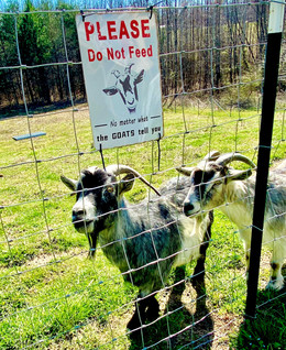 goats.jpeg