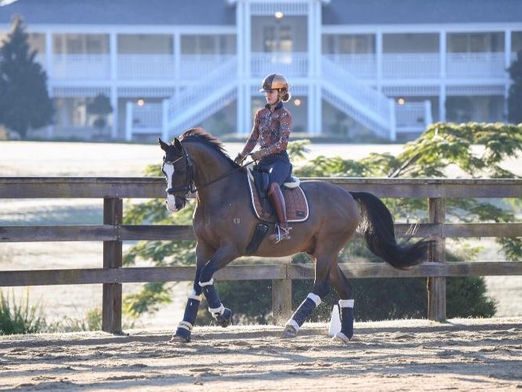 Horse available for sale
