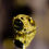 サムネイル： Ring "valete (Onyx + 18K Yellow Gold) by telos"