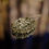 サムネイル： 1950-1960s British Vintage Brooch