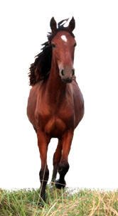 Aspen NOW NO BKGR.png