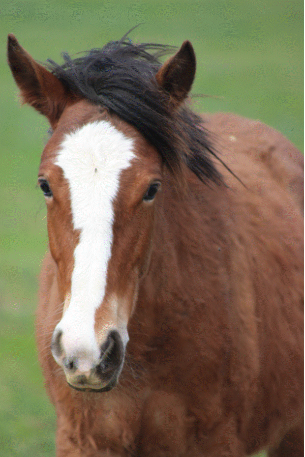 Name:  Precious  Breed: Mustang  Gender:  Filly  Age:  1.5 yrs.  Color:  Bay w-paint traits  Size:  Still Growing and she'll be a big girl.  ​