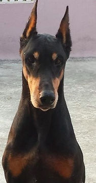 1622043_422073981259232_1282781207_n (1)_edited_edited.jpg