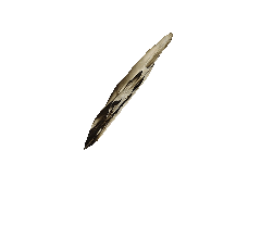 teschio solo 2.gif