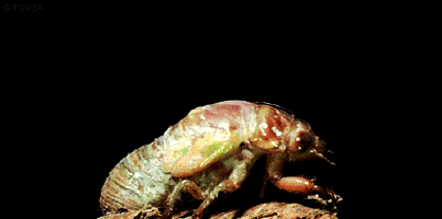 cicada.gif