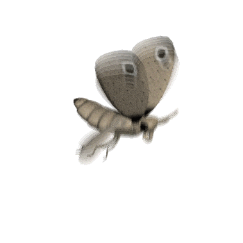 mothflying.gif