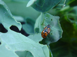 ladybird2