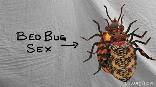 Bed Bugs