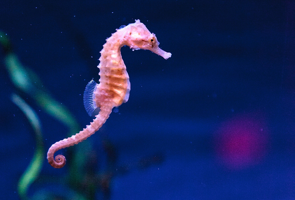 Seahorse on blue ocean background