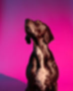 studiofotografie-high-colour-fashion-dogs-hunde-3.jpg
