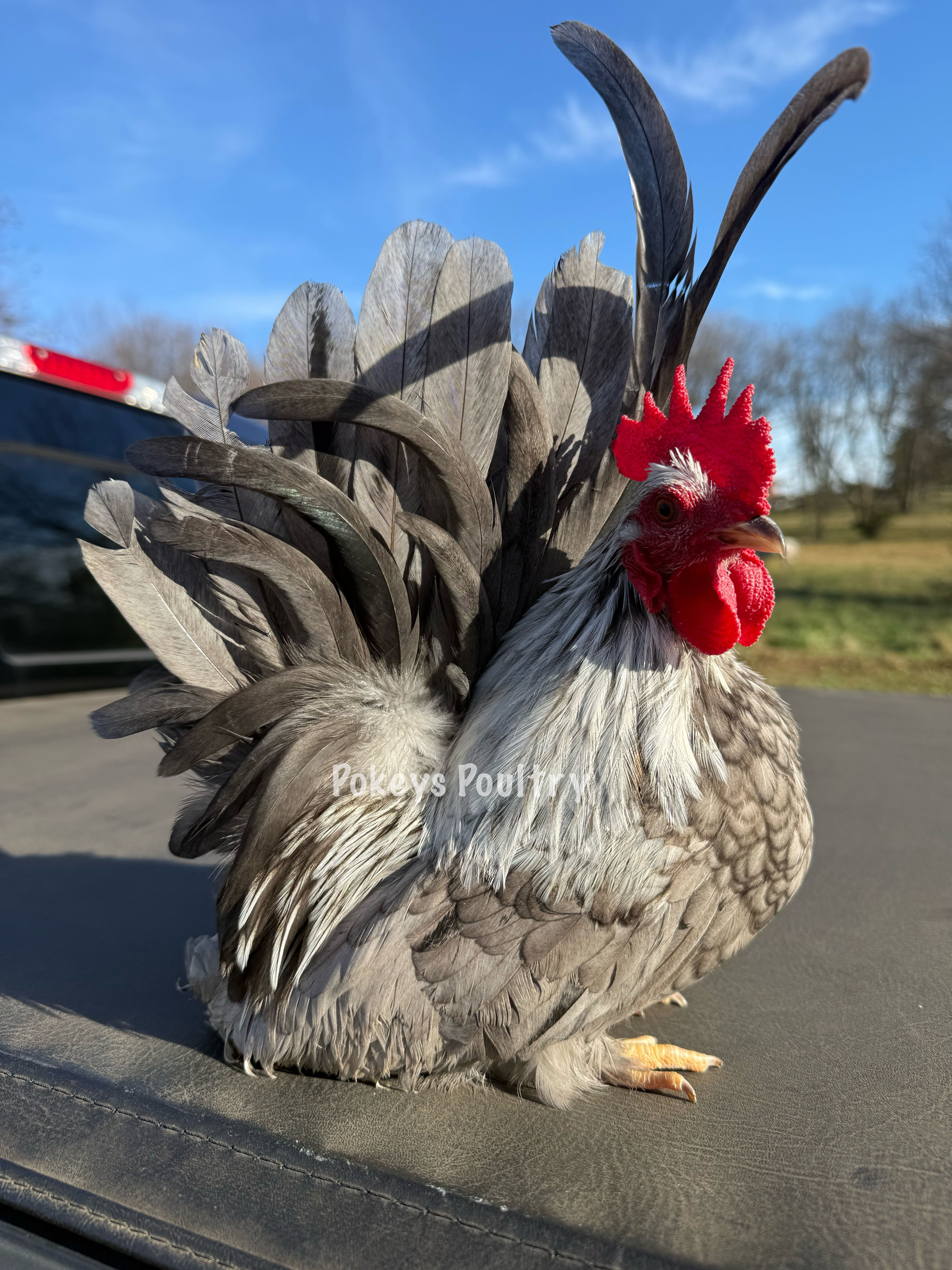 Blue silver Japanese bantam hatching eggs