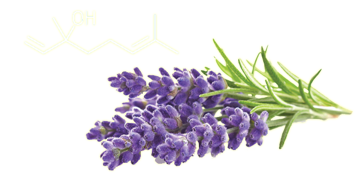 linalool terpene