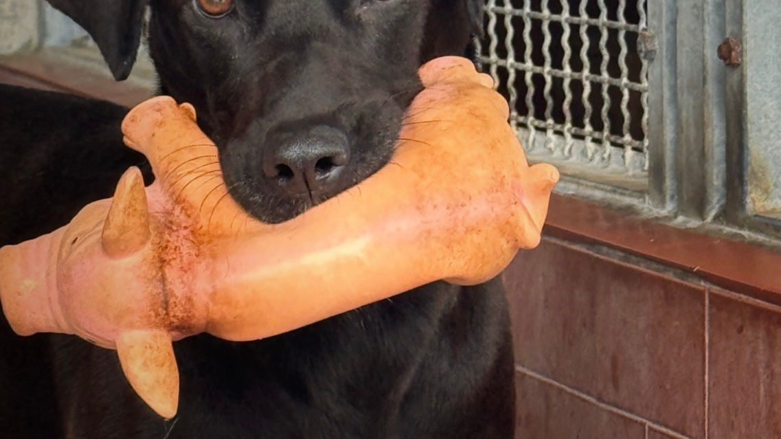 Mora