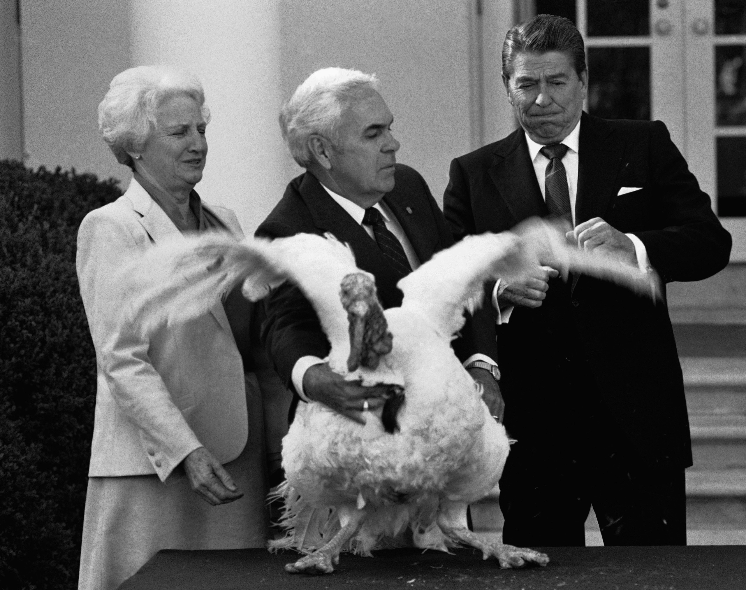A big fat turkey flaps its wings, about to pardoned by President Ronald Reagan who is bracing himself against the bird's jostling