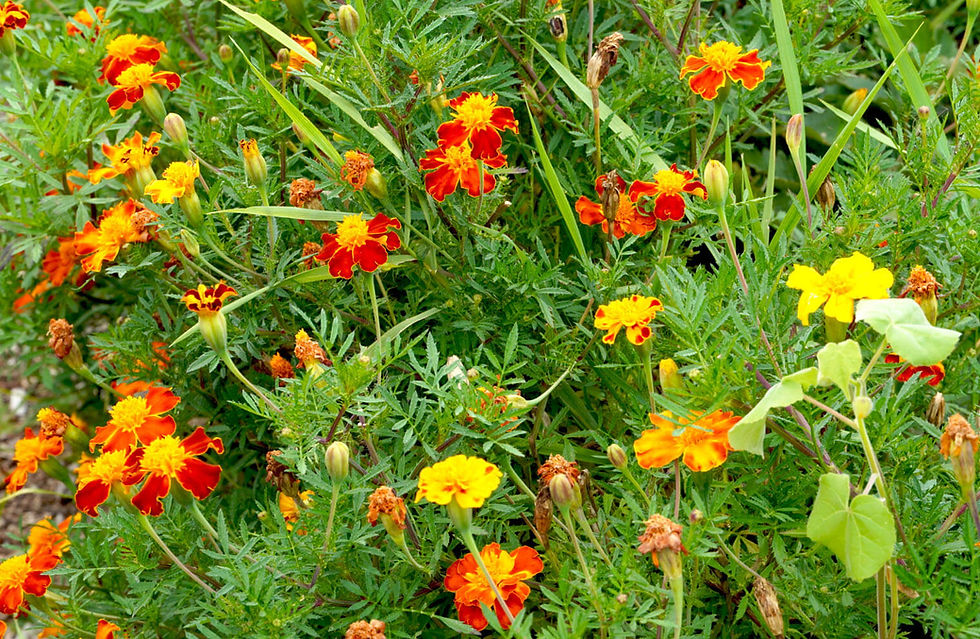 Flowers on Chicago urban farm