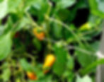 Peppers growing on Chicago urban farm