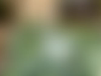 West Side Chicago Food Farmer To Spend Winter Building Partnerships