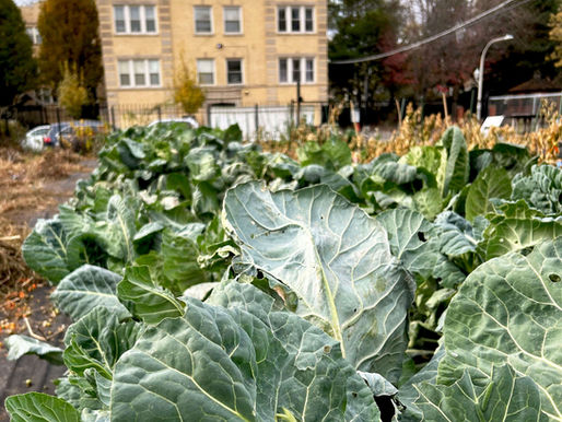 West Side Chicago Food Farmer To Spend Winter Building Partnerships