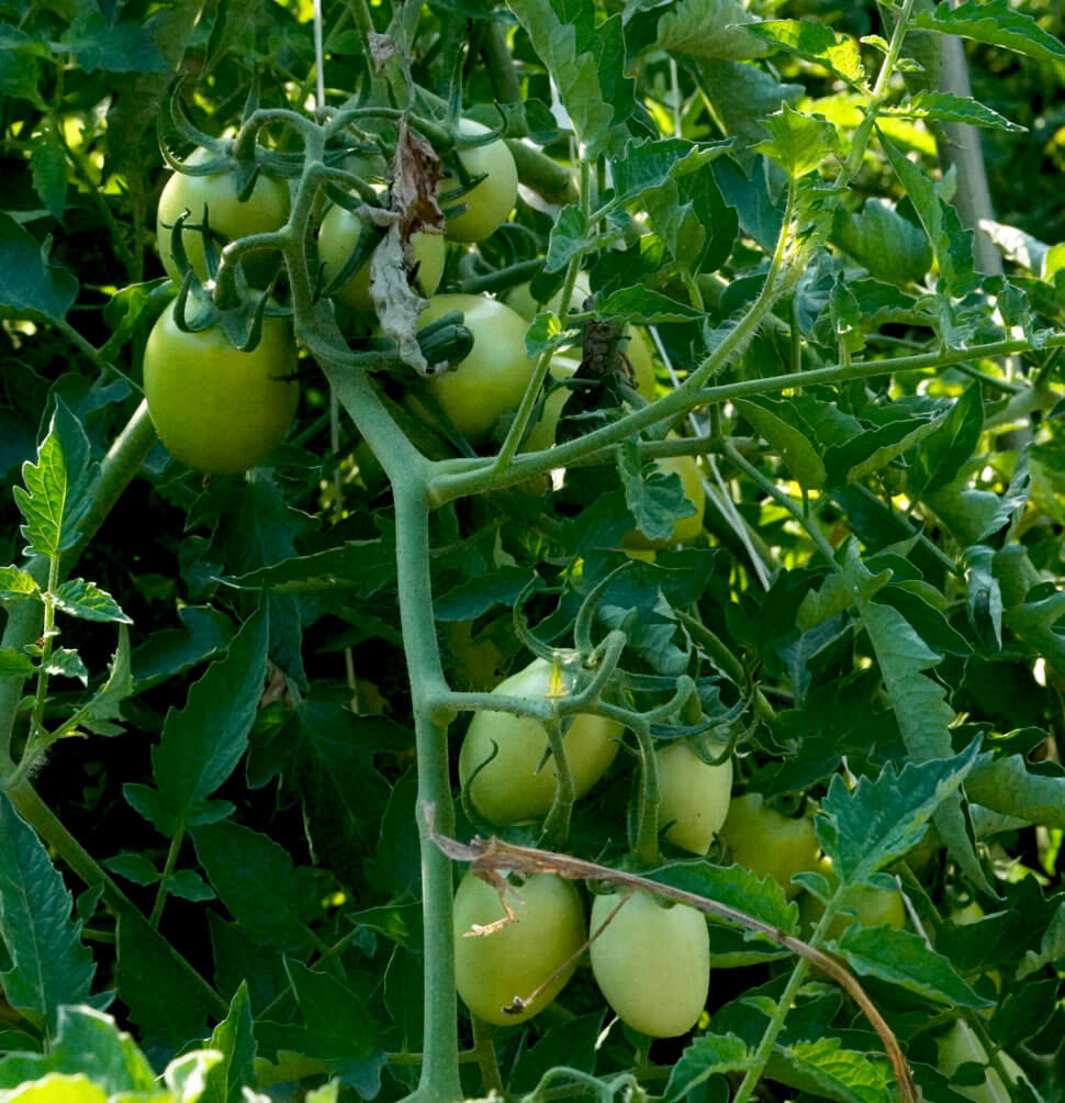 Ripening plum tomatoes at a Chicago urban farm