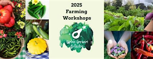 Harvest Farming Knowledge at Urban Growers Collective on August 9