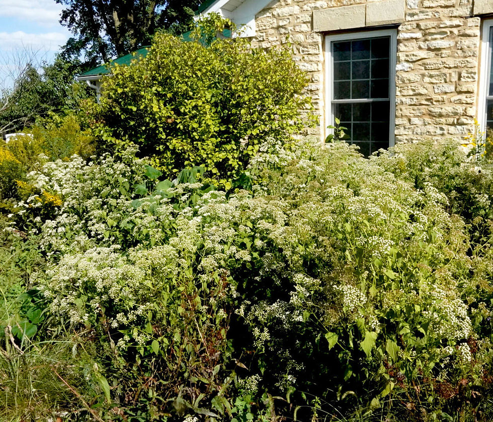 Flowers at a suburban Chicago farm