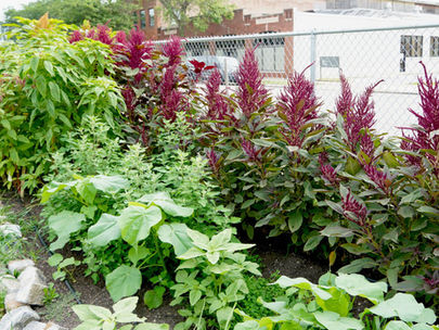 Amaranth is an Ancient Grain, But Its Taste and Beauty Never Get Old
