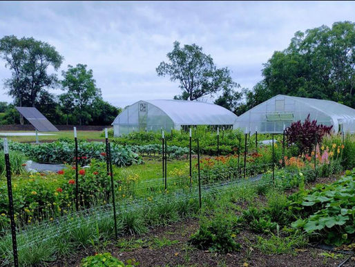 Get Your Hands in the Dirt with McHenry College's Produce Course
