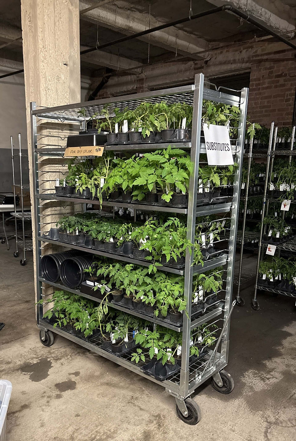 Photo from Chicago Tomato Man