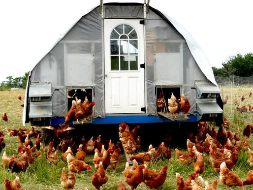 New Illinois Law Means Access to More Local and Sustainable Poultry