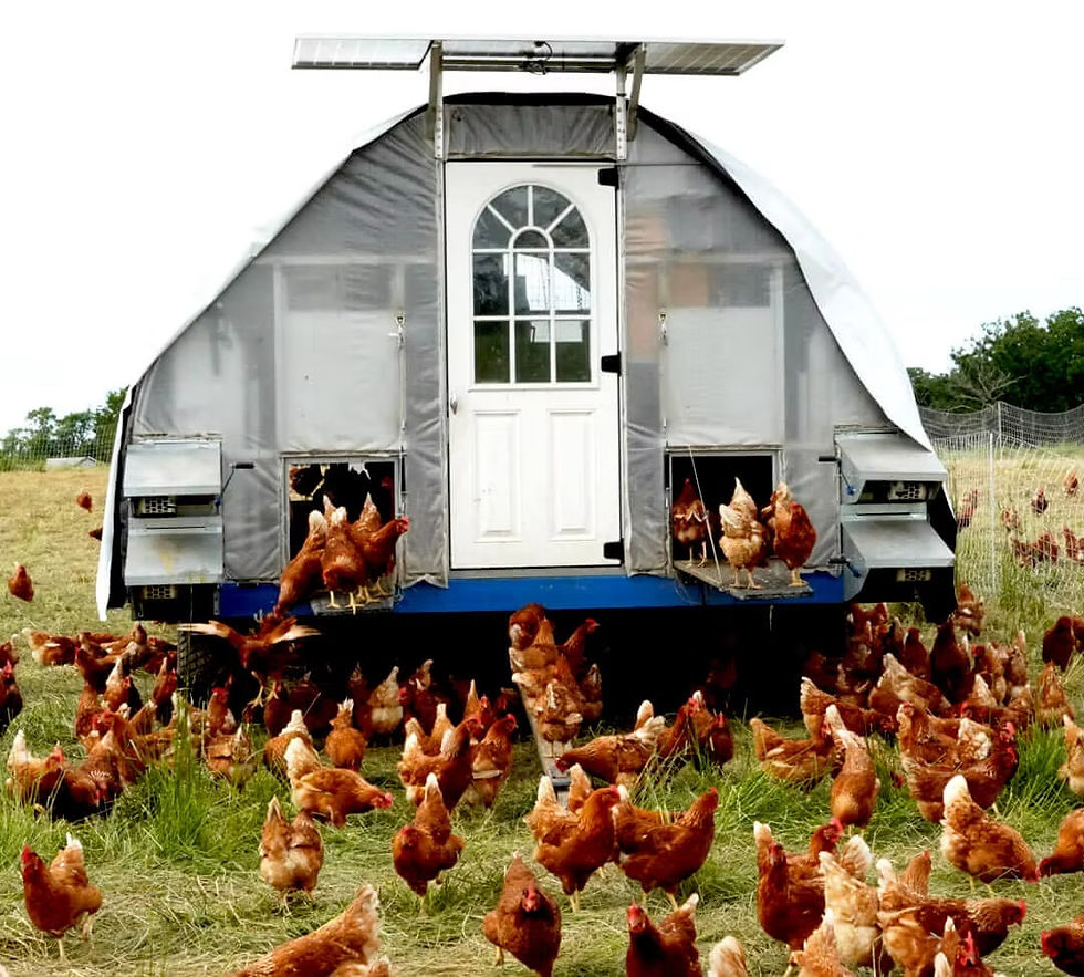 New Illinois Law Means Access to More Local and Sustainable Poultry