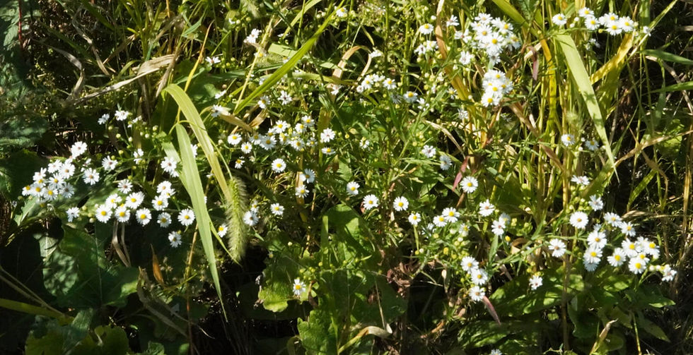 Flowers at a suburban Chicago farm