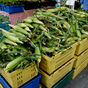 All Ears — More Farms Enter the Corn King Competition at Chicago Markets