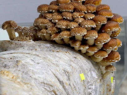 How Four Star Mushrooms Redefines Regenerative Ag — from Inside Out