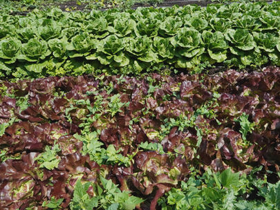 Scenes of Green: Photos from a Late Spring Chicago Urban Farm Visit
