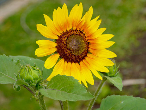 Green Half-Acre is the Place to Be: Just Roots Farm Gets Even Lusher