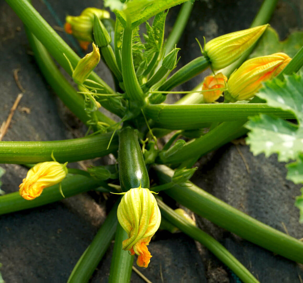 Photo by Bob Benenson