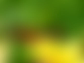 Bugging Out: Bees and Butterflies Add to Beauty on Just Roots Farm