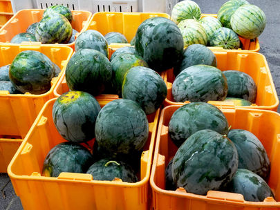 It's Watermelon Time in Chicago!