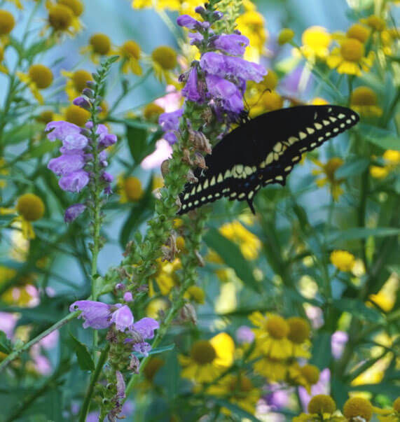 Photo by Bob Benenson