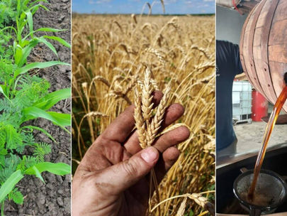 Good Grain Meets Good Spirits at Aug. 27 Downstate IL Farm Event