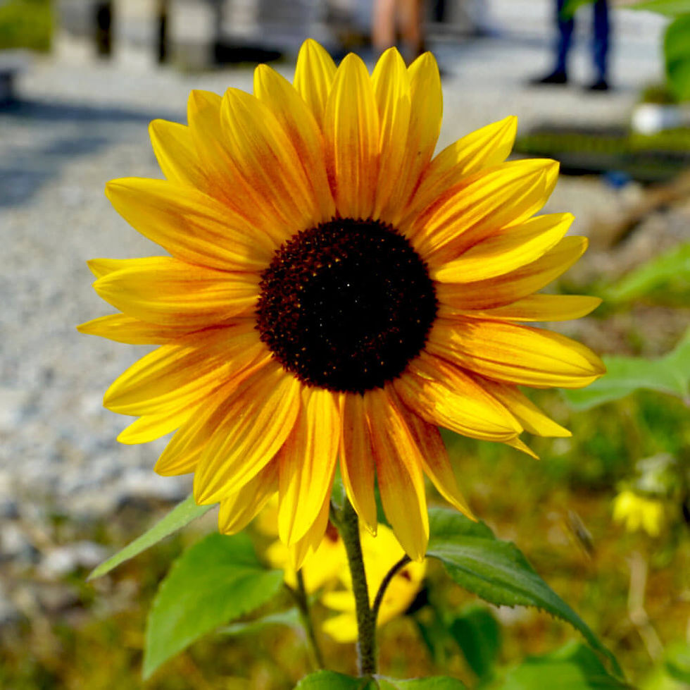 Photo by Bob Benenson