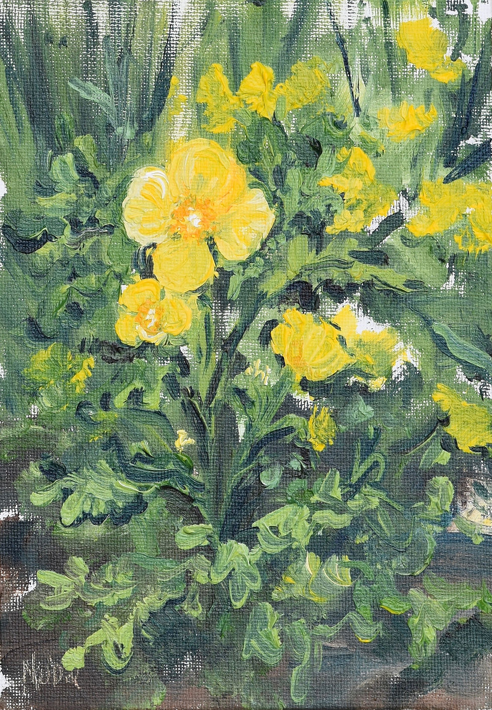 Virginia Wood Poppy (Gables Garden, Lexington Garden Tour, April 24, 2021)
