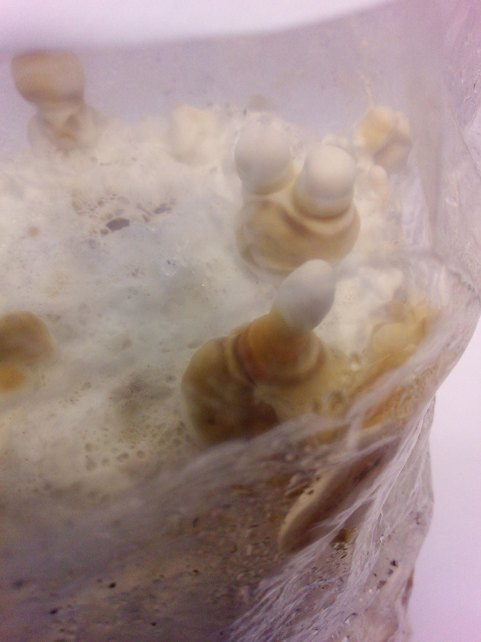 Thumbnail: 2kg Golden Reishi Pre-Colonized (Ready For Fruiting)