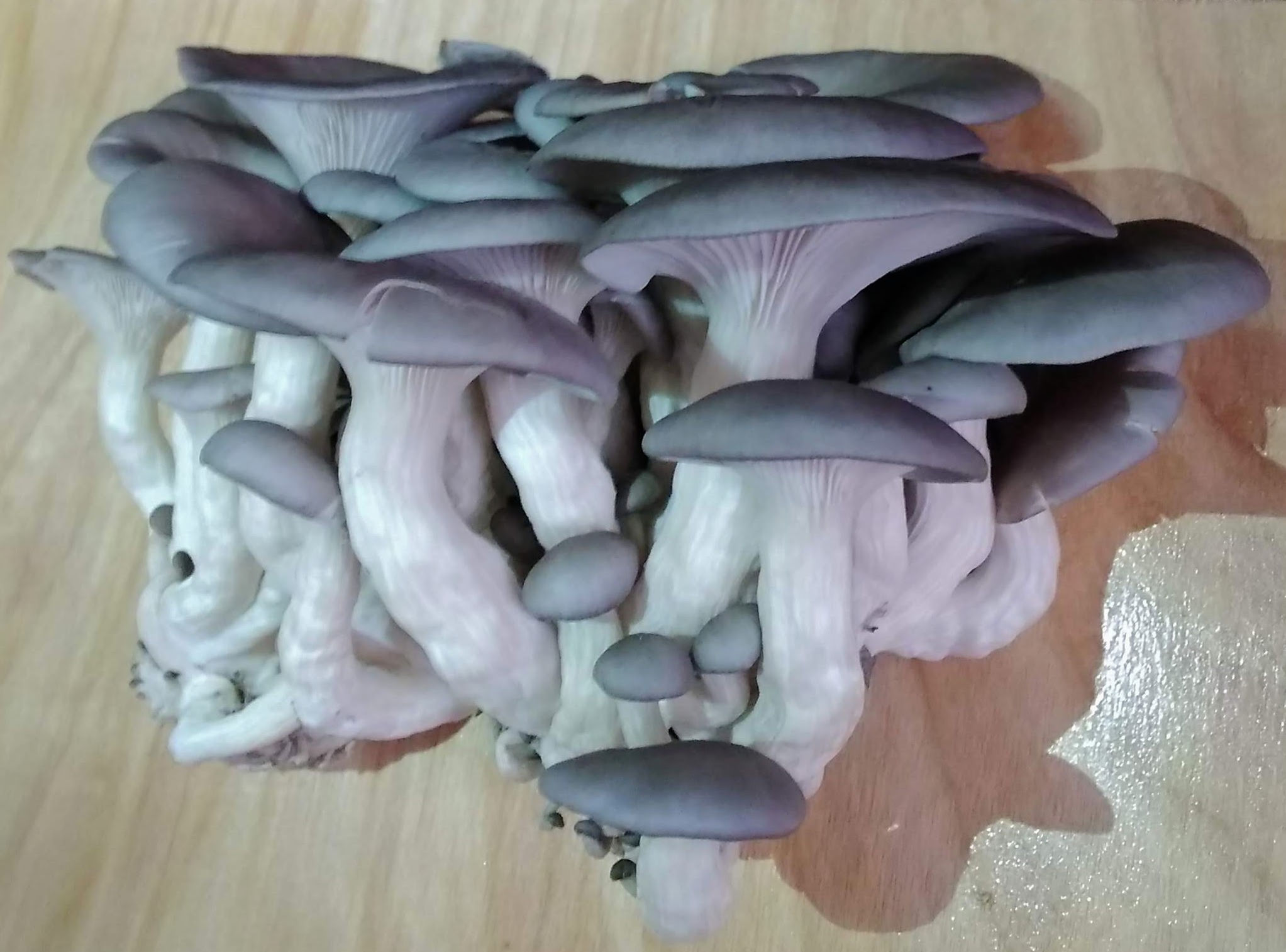 2kg Blue Oyster  Pre-colonized ( Ready For Fruinting )