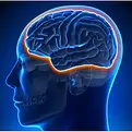 Head showing the blood brain barrier