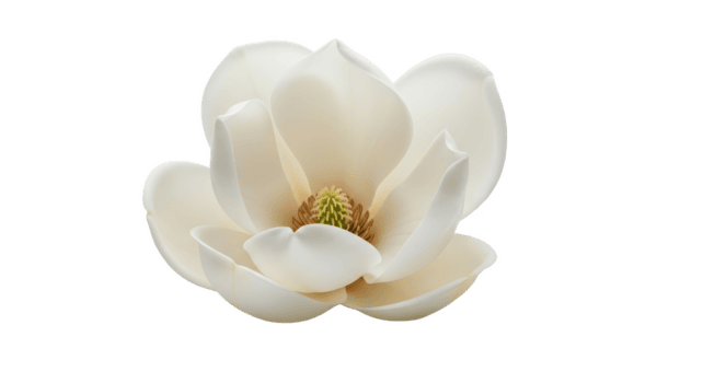elegant-white-magnolia-bloom-on-transparent-background-delicate-flower-petals-in-focus-png