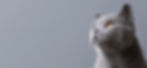 consulta de comportamiento de gatos, etología