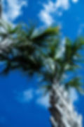 Garden Center near Newport NC, Tall sable palm trees with green palm fronds in the sky and palm spikes on the trunk of the palm, salt tolerant trees, tropical trees in NC